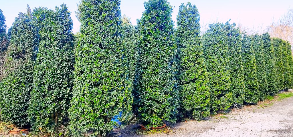 خرید درختچه یاس هلندی در اصفهان