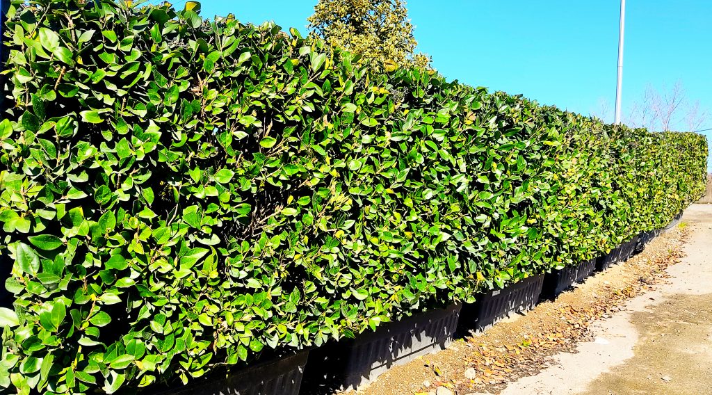خرید درختچه یاس هلندی در اصفهان