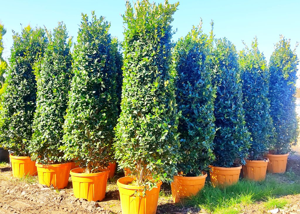 خرید درختچه یاس هلندی در اصفهان