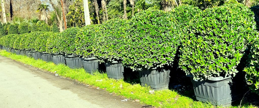 خرید درختچه یاس هلندی در اصفهان