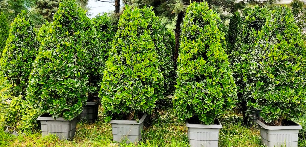 فروش یاس هلندی در مازندران