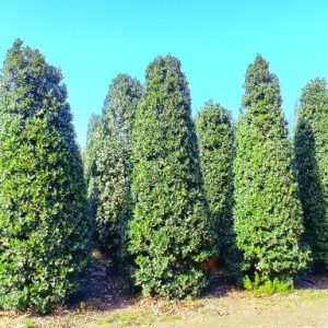 خرید یاس هلندی در اصفهان