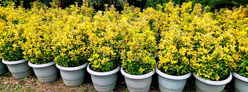 قیمت گل شمشاد طلایی