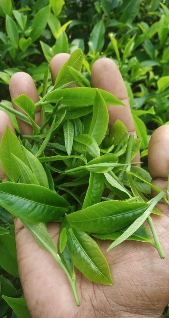 چه چای خوب است
