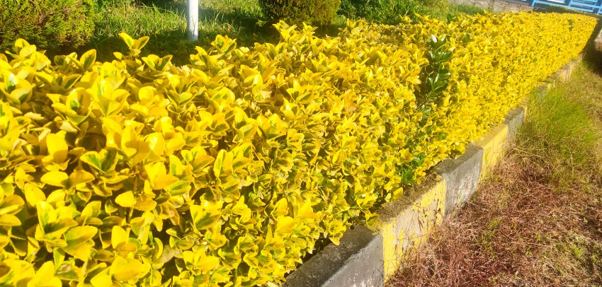 خرید گل شمشاد طلایی