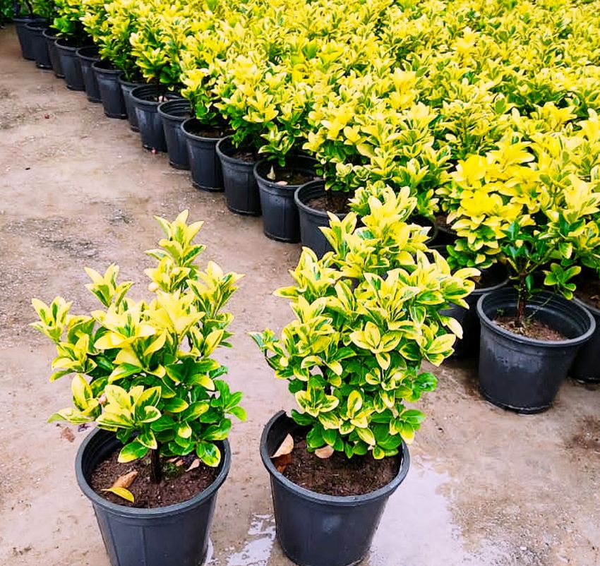 قیمت بوته شمشاد طلایی
