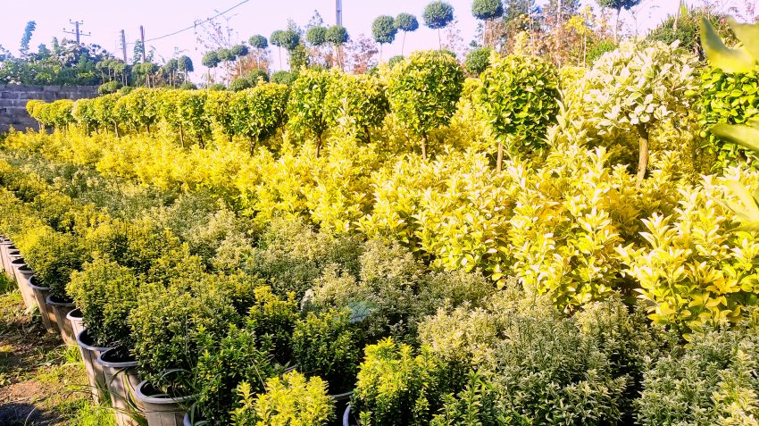 خرید شمشاد طلایی عمده