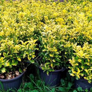 فروش شمشاد طلایی عمده